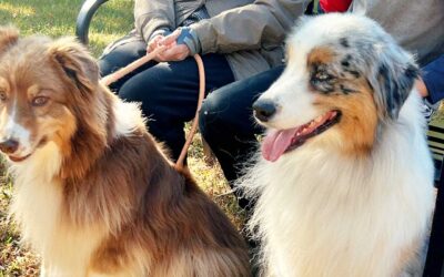 Blessing of the Animals