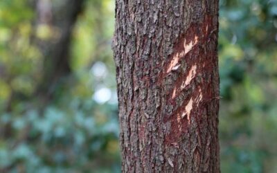 Across the Threshold: More Than Our Scars