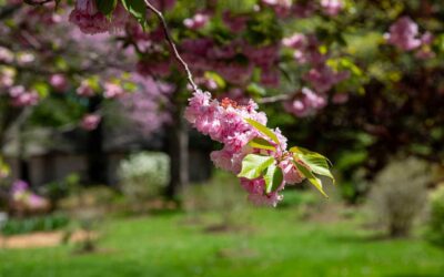 Reflections from the Garden: The Season’s Most Honorable Guest