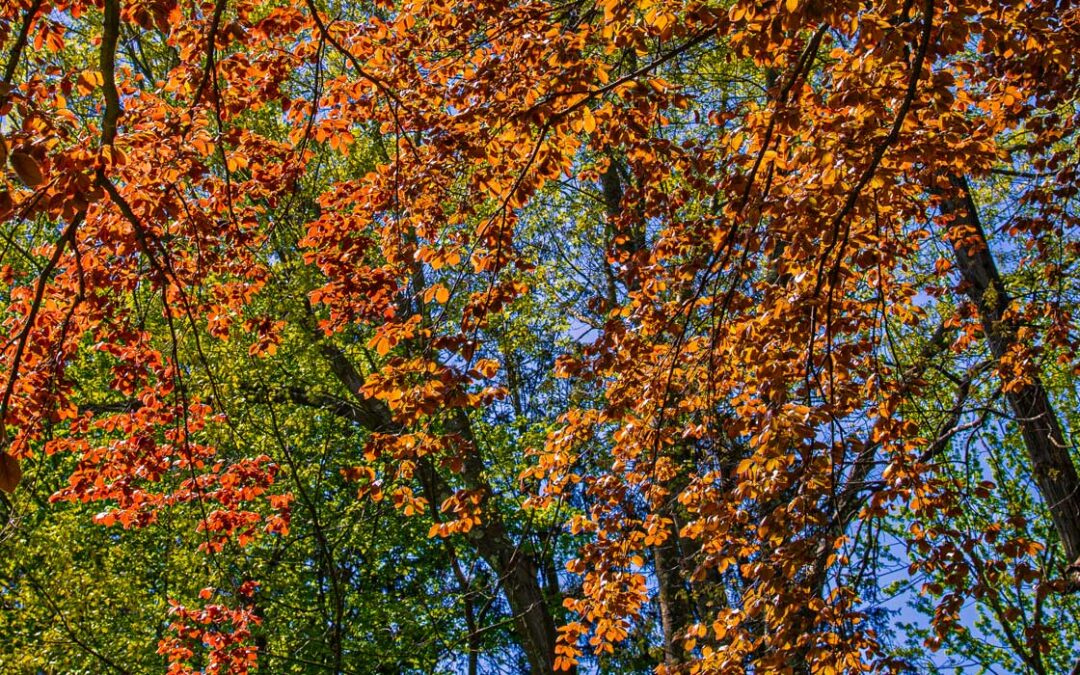 Across the Threshold: In the Voice of Trees