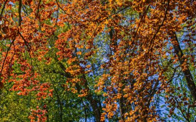 Across the Threshold: In the Voice of Trees