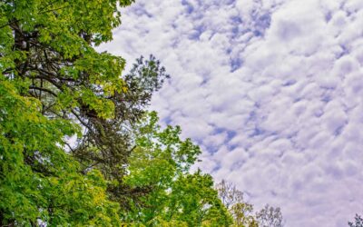 Across the Threshold: The Speed of Trees