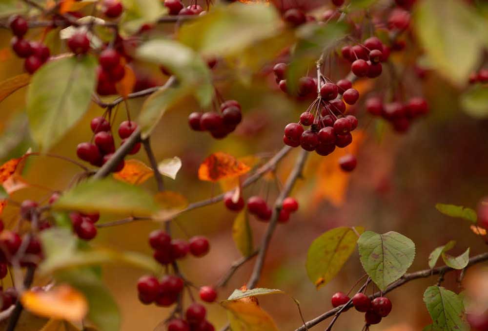 Detail of tree growing in Genesis Arboretum, red berries.