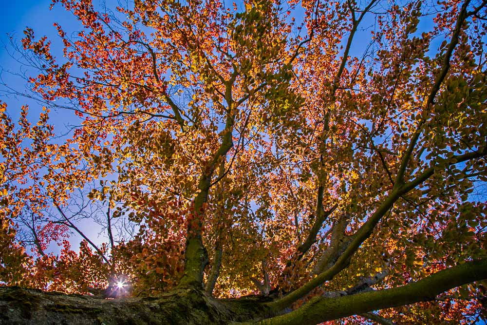Detail of tree growing in Genesis Arboretum, red berries.