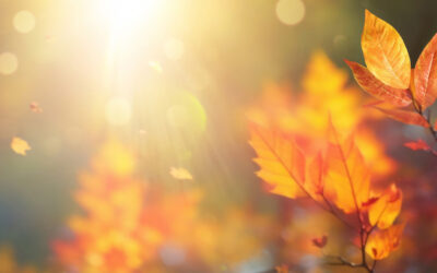 Across the Threshold: Autumn Leaves
